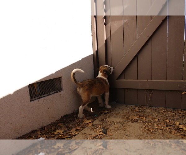 Medium Photo #5 Border-Aussie Puppy For Sale in CAMARILLO, CA, USA