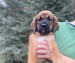 Puppy Puppy 3 Belgian Malinois-English Springer Spaniel Mix