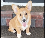 Puppy Frankie Pembroke Welsh Corgi