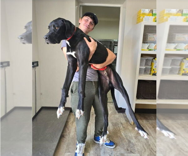 Medium Photo #4 Great Dane-Labrador Retriever Mix Puppy For Sale in Lakewood, CO, USA