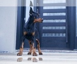 Small Photo #3 Doberman Pinscher Puppy For Sale in WARSAW, IN, USA