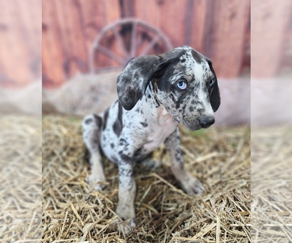 Medium Photo #11 Catahoula Leopard Dog Puppy For Sale in CUMBY, TX, USA