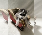 Small Photo #6 Siberian Husky Puppy For Sale in LYNNWOOD, WA, USA