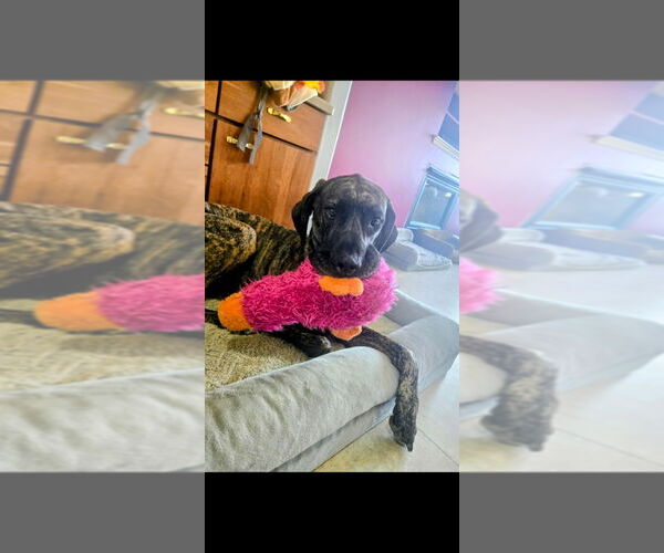 Medium Photo #3 Great Dane-Unknown Mix Puppy For Sale in Salt Lake City, UT, USA