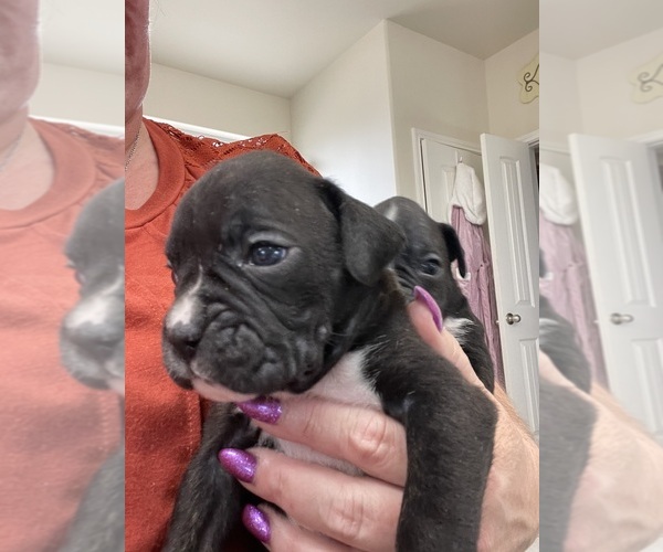 Medium Photo #6 Boxer Puppy For Sale in CONROE, TX, USA