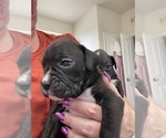 Puppy 5 Boxer