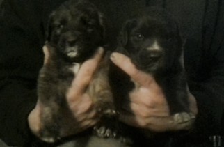 Golden Retriever-Saint Bernard Mix Puppy for sale in CONNERSVILLE, IN, USA