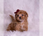 Small Photo #69 Maltipoo (Miniature) Puppy For Sale in WARSAW, IN, USA