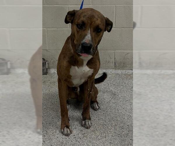 Medium Photo #1 American Pit Bull Terrier-Unknown Mix Puppy For Sale in Conroe, TX, USA