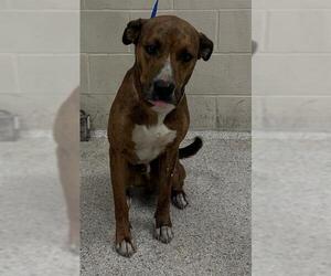 American Pit Bull Terrier-Unknown Mix Dogs for adoption in Conroe, TX, USA