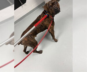 Mutt Dogs for adoption in St. Cloud, FL, USA