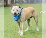 Small #2 Labrador Retriever Mix
