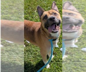 Dawson - Male Akita-Unknown Mix Dog for Adoption - Photo #2