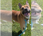 Small Photo #2 Akita-Unknown Mix Puppy For Sale in Evansville, IN, USA