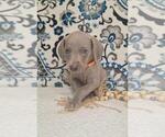 Small Photo #13 Weimaraner Puppy For Sale in LEWISBURG, KY, USA