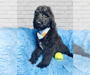 Goldendoodle Puppy for sale in AUBURN, IN, USA