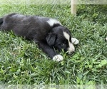 Small Photo #2 Border Collie-Miniature Australian Shepherd Mix Puppy For Sale in MYERSTOWN, PA, USA