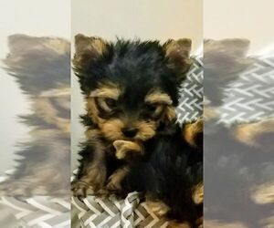 Yorkshire Terrier Puppy for sale in DOVER, PA, USA