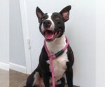 Small American Staffordshire Terrier-Bull Terrier Mix