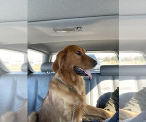 Father of the Golden Retriever puppies born on 03/08/2025