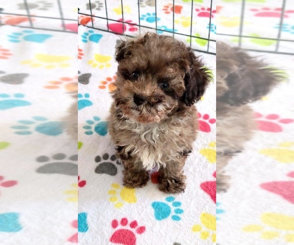 Medium Photo #13 Poodle (Toy) Puppy For Sale in ORO VALLEY, AZ, USA