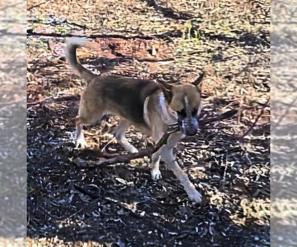 Medium Photo #1 German Shepherd Dog Puppy For Sale in San Antonio, TX, USA