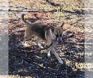 German Shepherd Dog Dogs for adoption in San Antonio, TX, USA