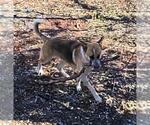 Small German Shepherd Dog