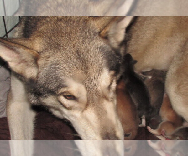 Medium Photo #1 Wolf Hybrid Puppy For Sale in BECKLEY, WV, USA