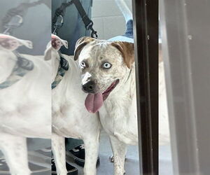 American Pit Bull Terrier-Unknown Mix Dogs for adoption in Derwood, MD, USA