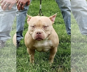Mother of the American Bully puppies born on 03/27/2021