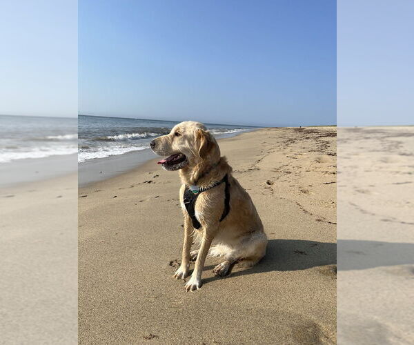 Medium Photo #2 Golden Pyrenees Puppy For Sale in Brewster, NY, USA