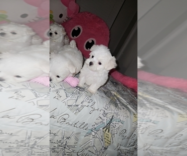 Medium Photo #6 Maltese Puppy For Sale in ORLANDO, FL, USA