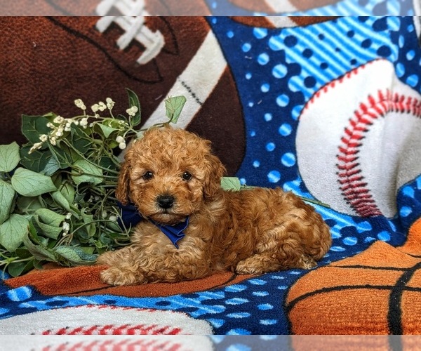 Medium Photo #6 Poodle (Toy) Puppy For Sale in KIRKWOOD, PA, USA