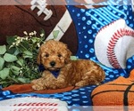 Small Photo #6 Poodle (Toy) Puppy For Sale in KIRKWOOD, PA, USA