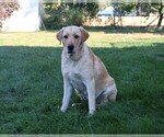 Small Photo #1 Labrador Retriever Puppy For Sale in SYRACUSE, IN, USA