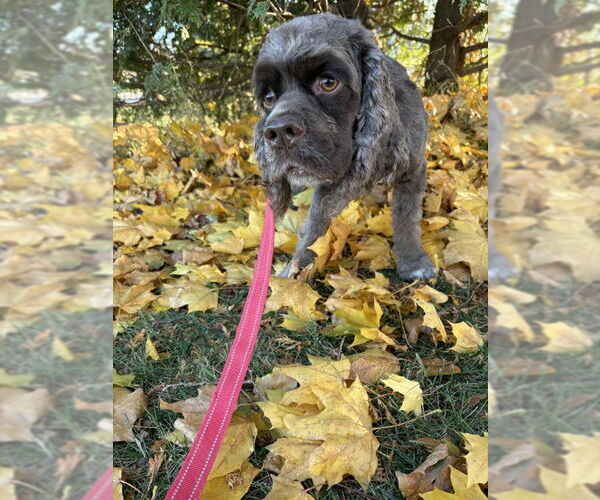 Medium Photo #3 Cocker Spaniel Puppy For Sale in Mukwonago, WI, USA