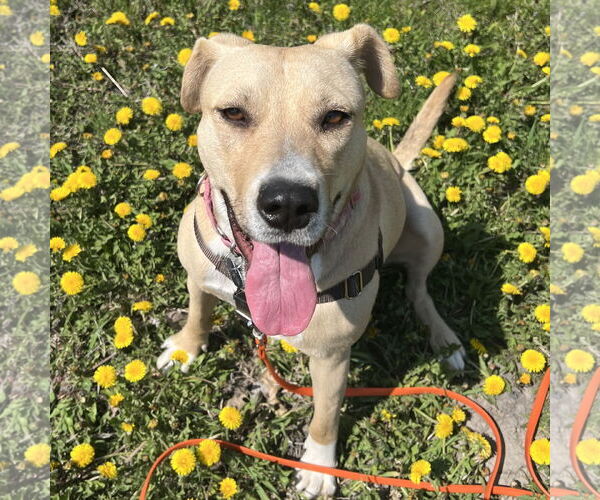 Medium Photo #17 American Pit Bull Terrier-Unknown Mix Puppy For Sale in Fargo, ND, USA