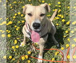 Small #16 American Pit Bull Terrier Mix