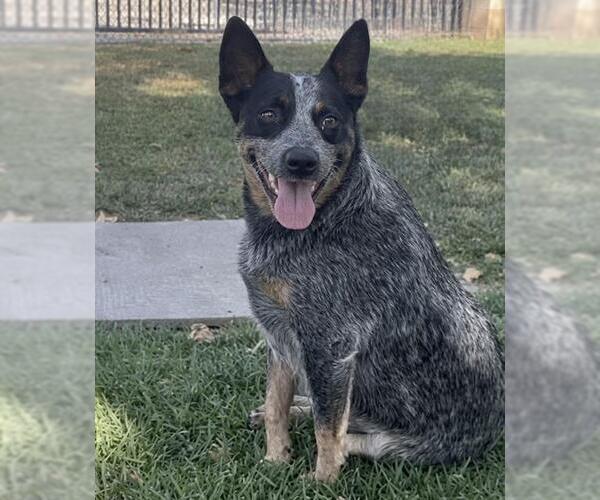 Medium Photo #1 Texas Heeler Puppy For Sale in Riverside, CA, USA