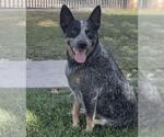 Small Texas Heeler