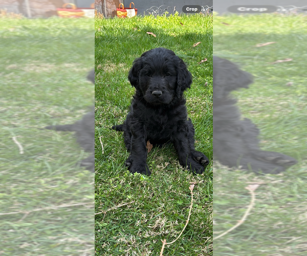 Medium Photo #7 English Cream Golden Retriever-Poodle (Standard) Mix Puppy For Sale in MC CONNELLSBURG, PA, USA