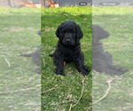 Small #6 English Cream Golden Retriever-Poodle (Standard) Mix
