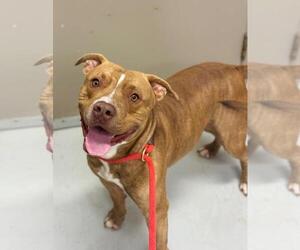 American Bulldog Dogs for adoption in Toronto, Ontario, Canada