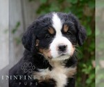 Small #3 Bernese Mountain Dog-Cavalier King Charles Spaniel Mix