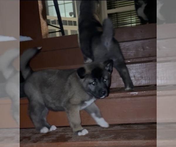 Medium Photo #6 Akita Puppy For Sale in LOUISVILLE, KY, USA