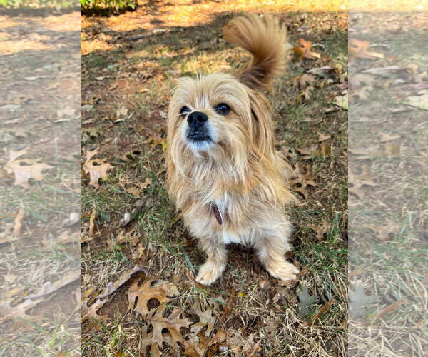 Medium Photo #5 Mutt Puppy For Sale in Arlington, VA, USA