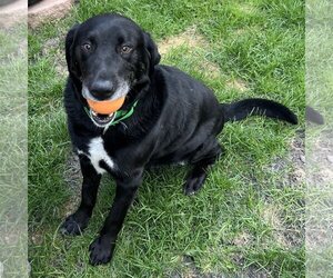 Labrador Retriever-Unknown Mix Dogs for adoption in Fargo, ND, USA