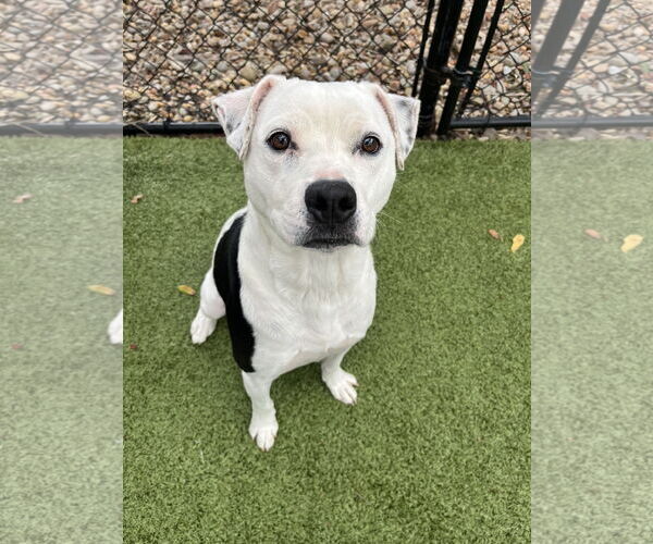 Medium Photo #2 Labrador Retriever-Unknown Mix Puppy For Sale in Hilton Head, SC, USA