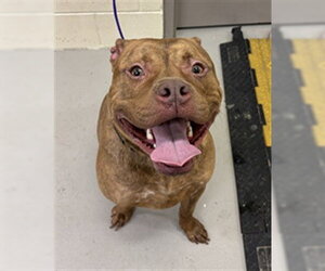 Mutt Dogs for adoption in Sanford, FL, USA